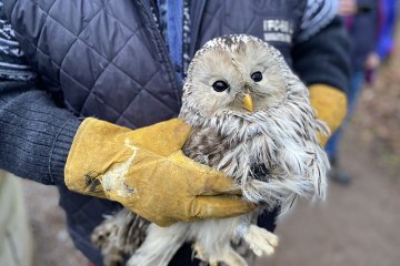 Санкт-Петербург: Школьники отпустили в дикую природу сов