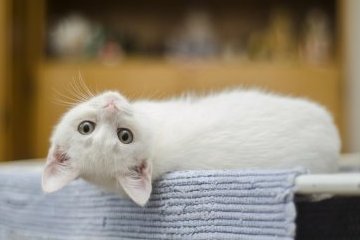 Санкт-Петербург: Тёплые котики соберутся ради добра 