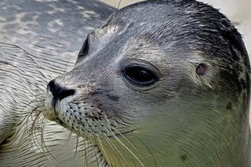 Санкт-Петербург: Нерпы вышли погулять по снегу 